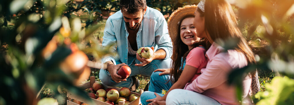 Familie beim Apfel ernten